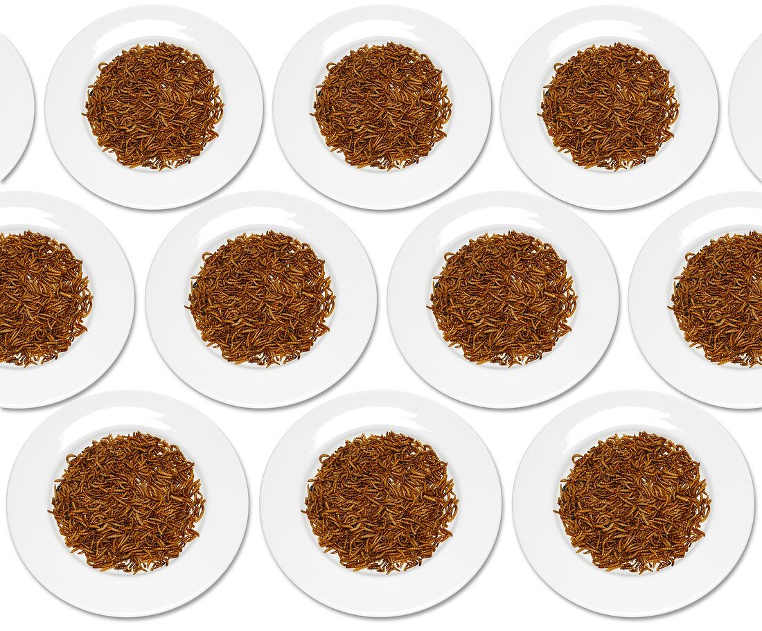 Plates of mealworm