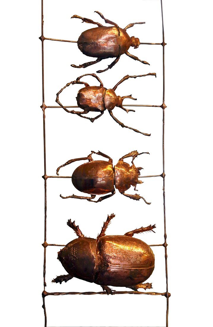 Beetles in a row