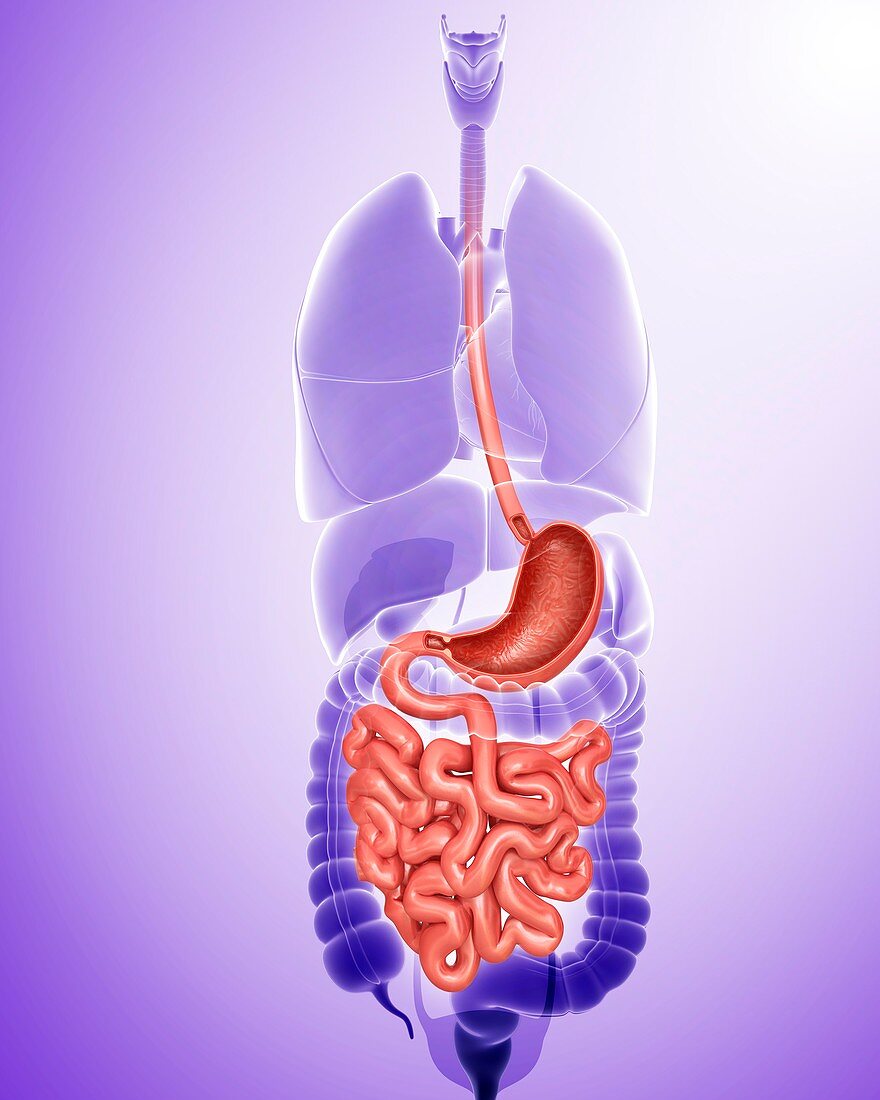 Human digestive system,illustration