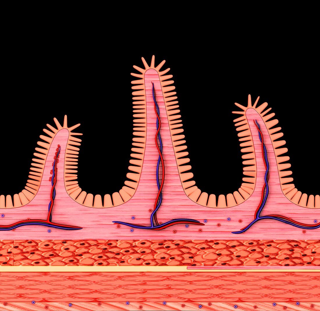 Small intestine wall,illustration