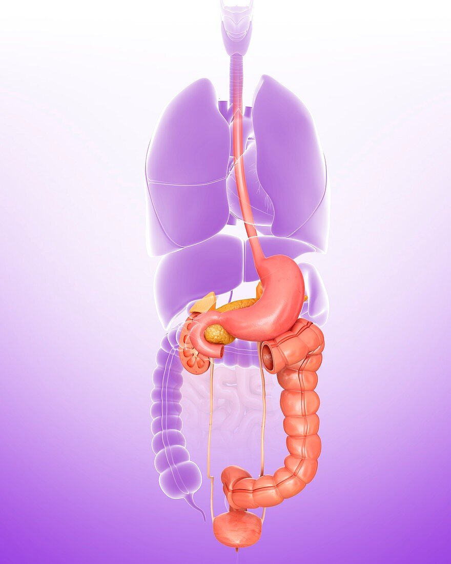 Human internal organs,illustration