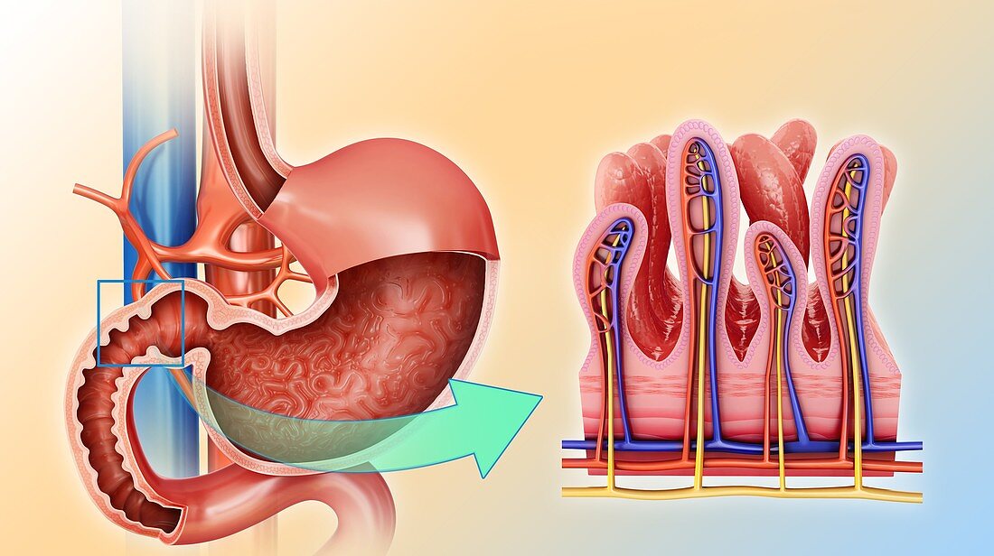 Small intestine and stomach,illustration