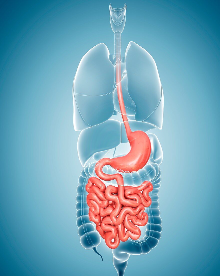 Human digestive system,illustration