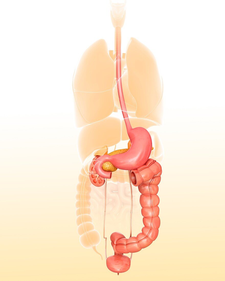 Human internal organs,illustration