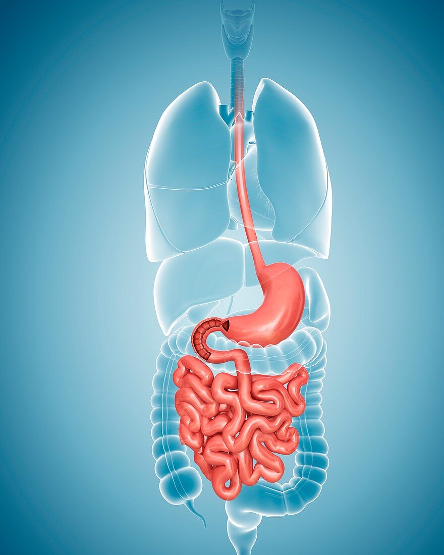 Human digestive system,illustration