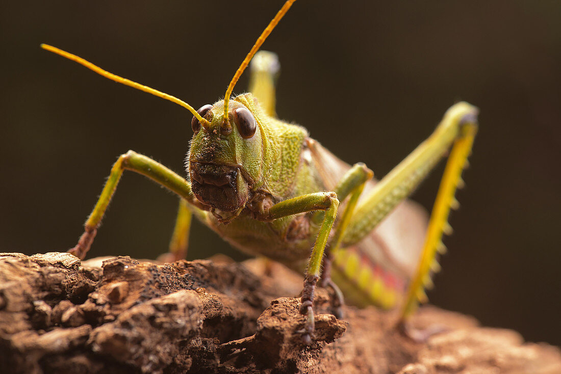 Giant grasshopper