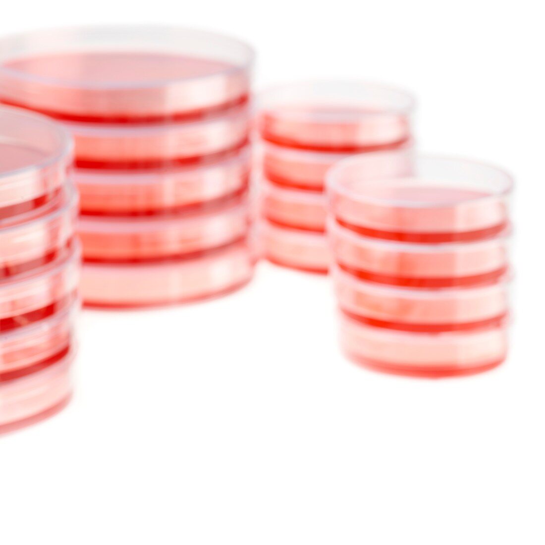 Petri dishes