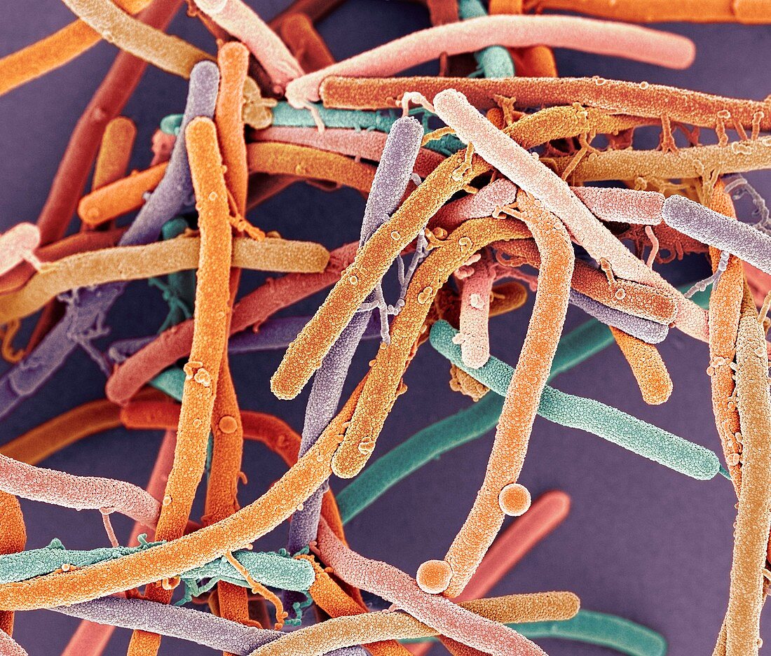 Rod-shaped bacteria,SEM