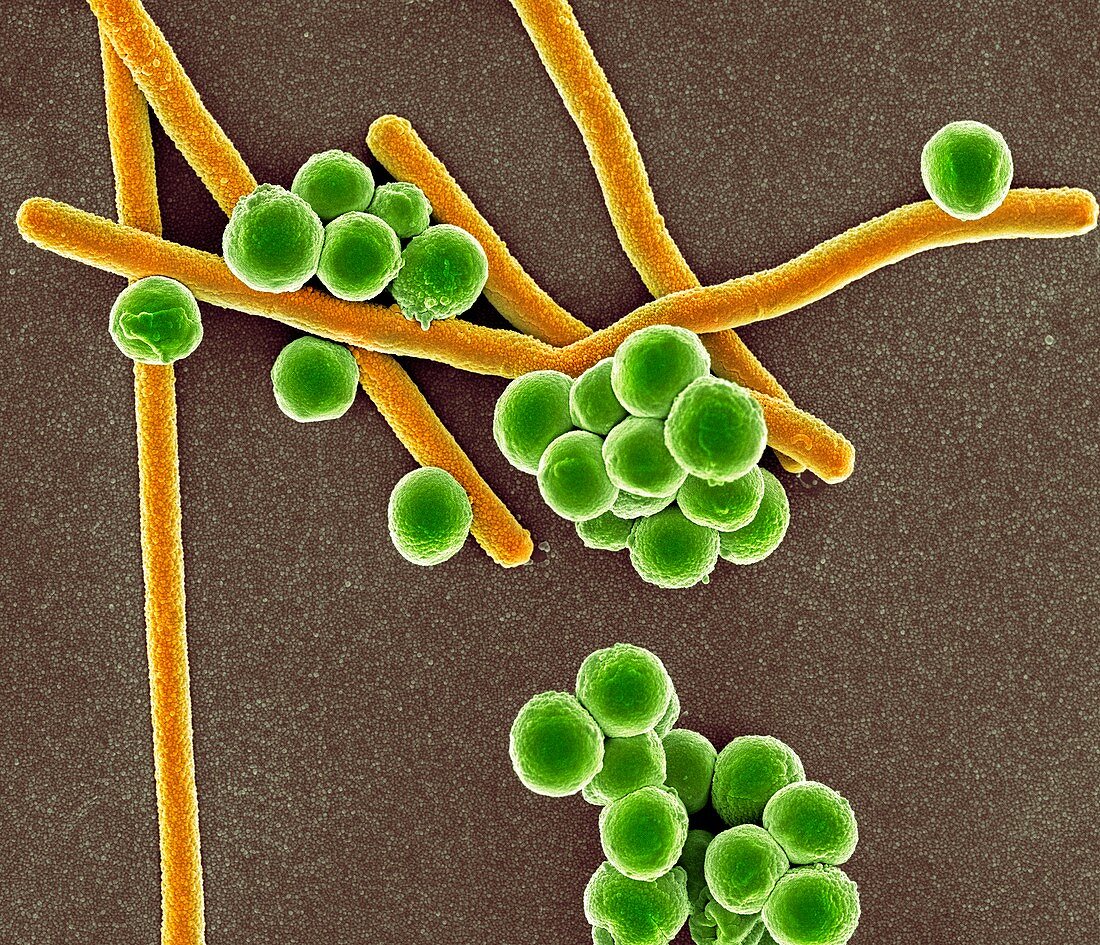 Rod-shaped and round bacteria,SEM