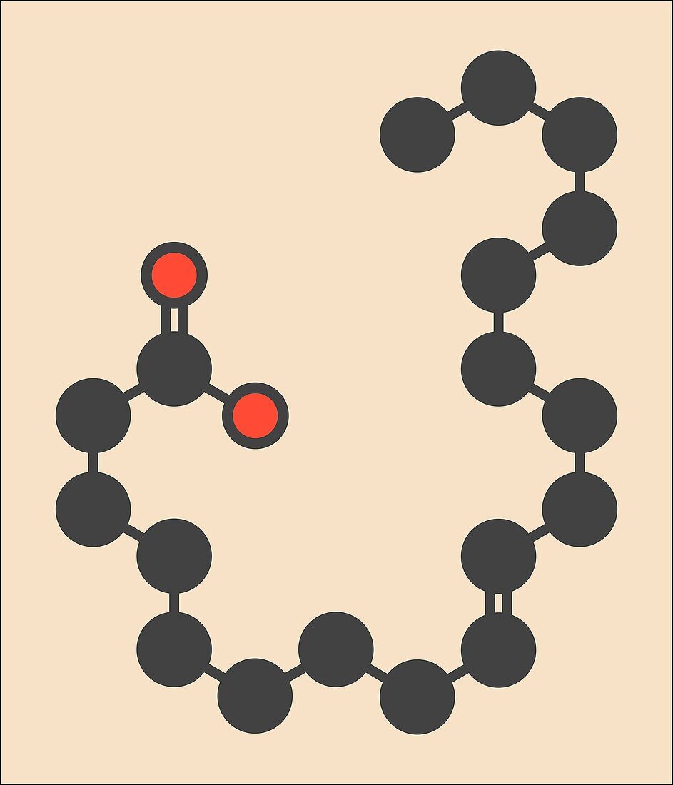 Elaidic acid molecule