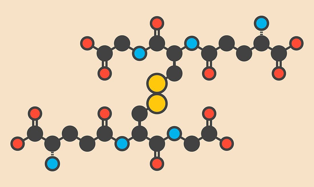 Oxidized glutathione molecule