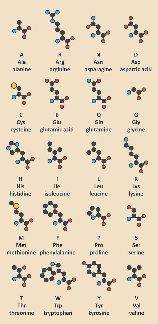 Amino acids molecules