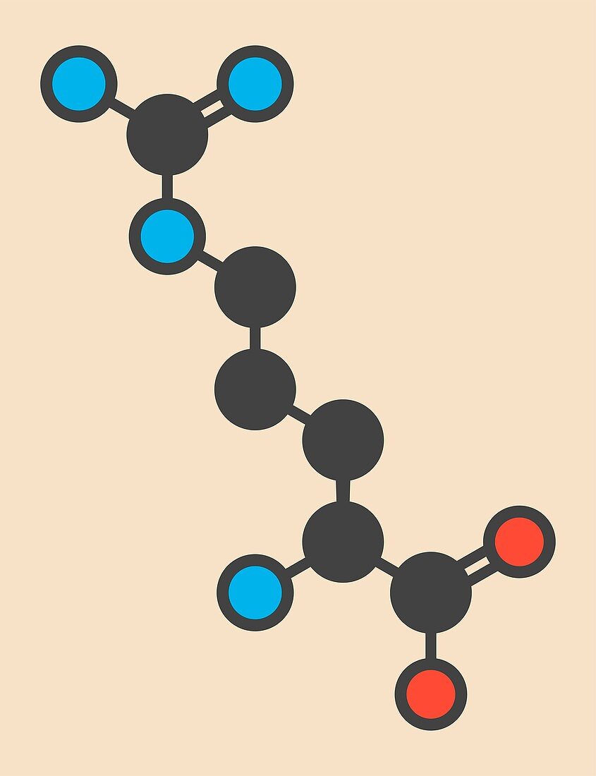 Arginine amino acid molecule