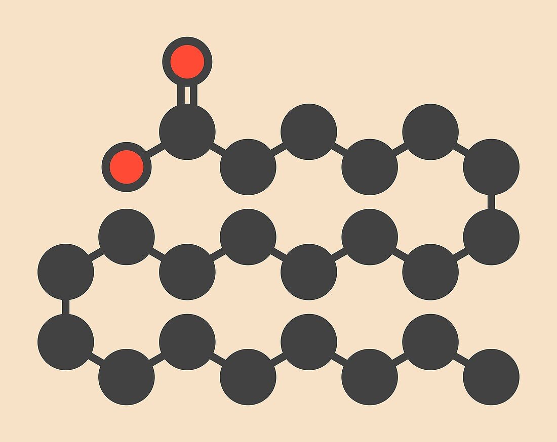 Behenic acid molecule