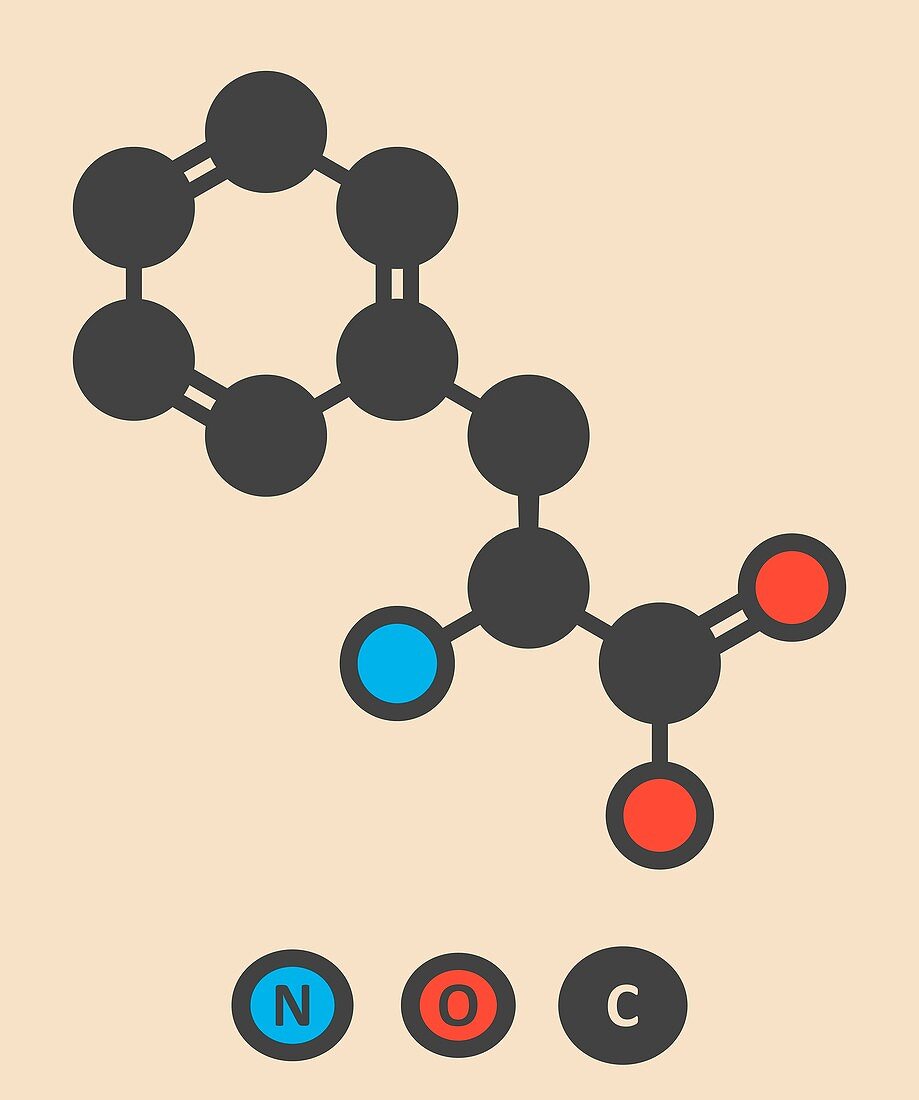 Phenylalanine amino acid molecule