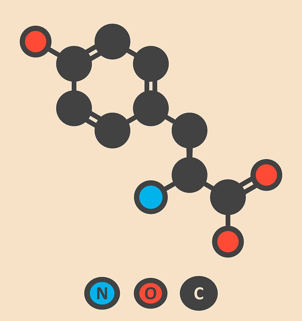 Tyrosine amino acid molecule