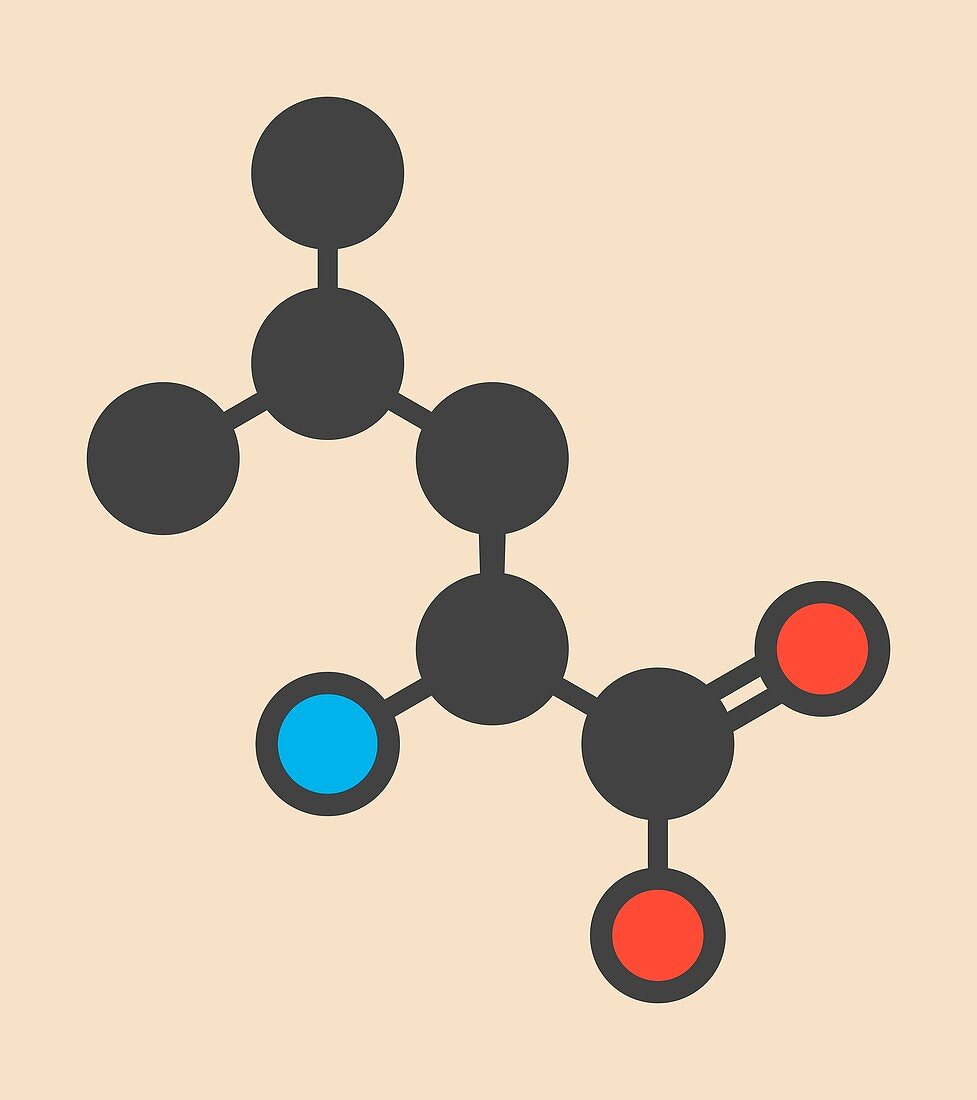 Leucine amino acid molecule