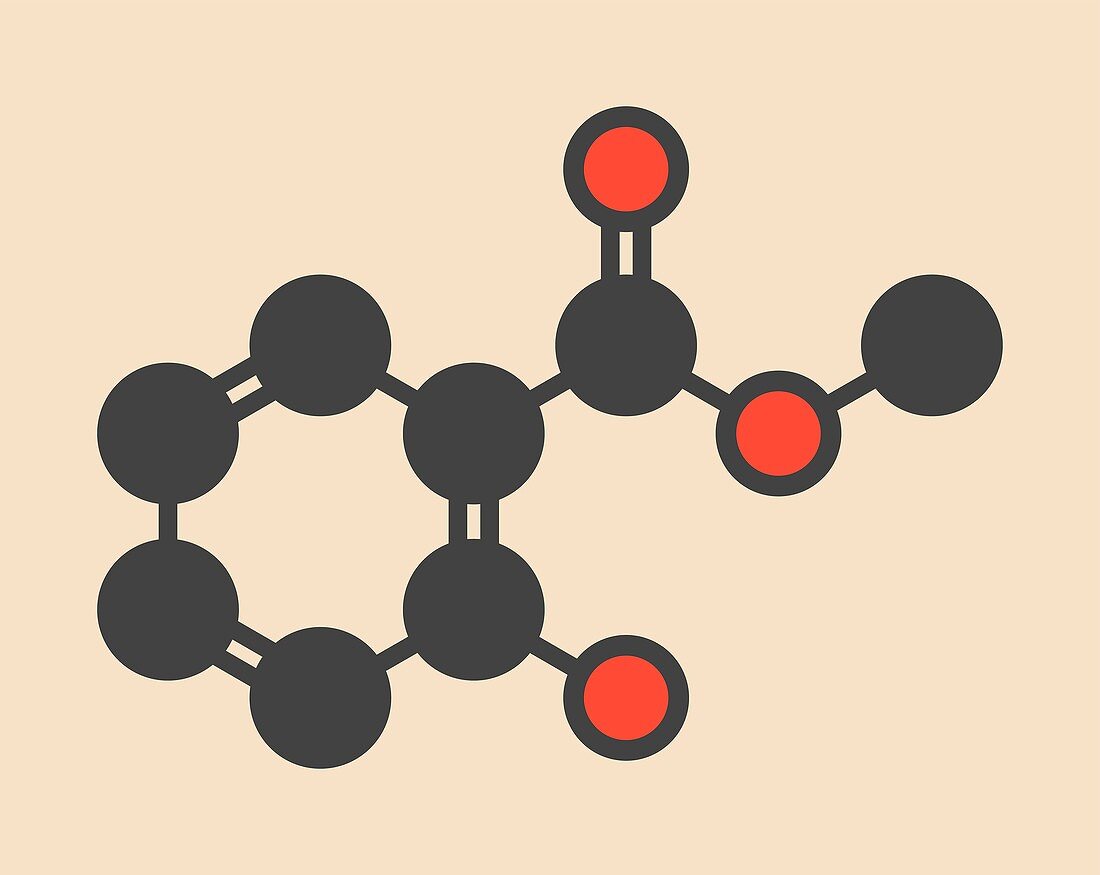 Methyl salicylate molecule
