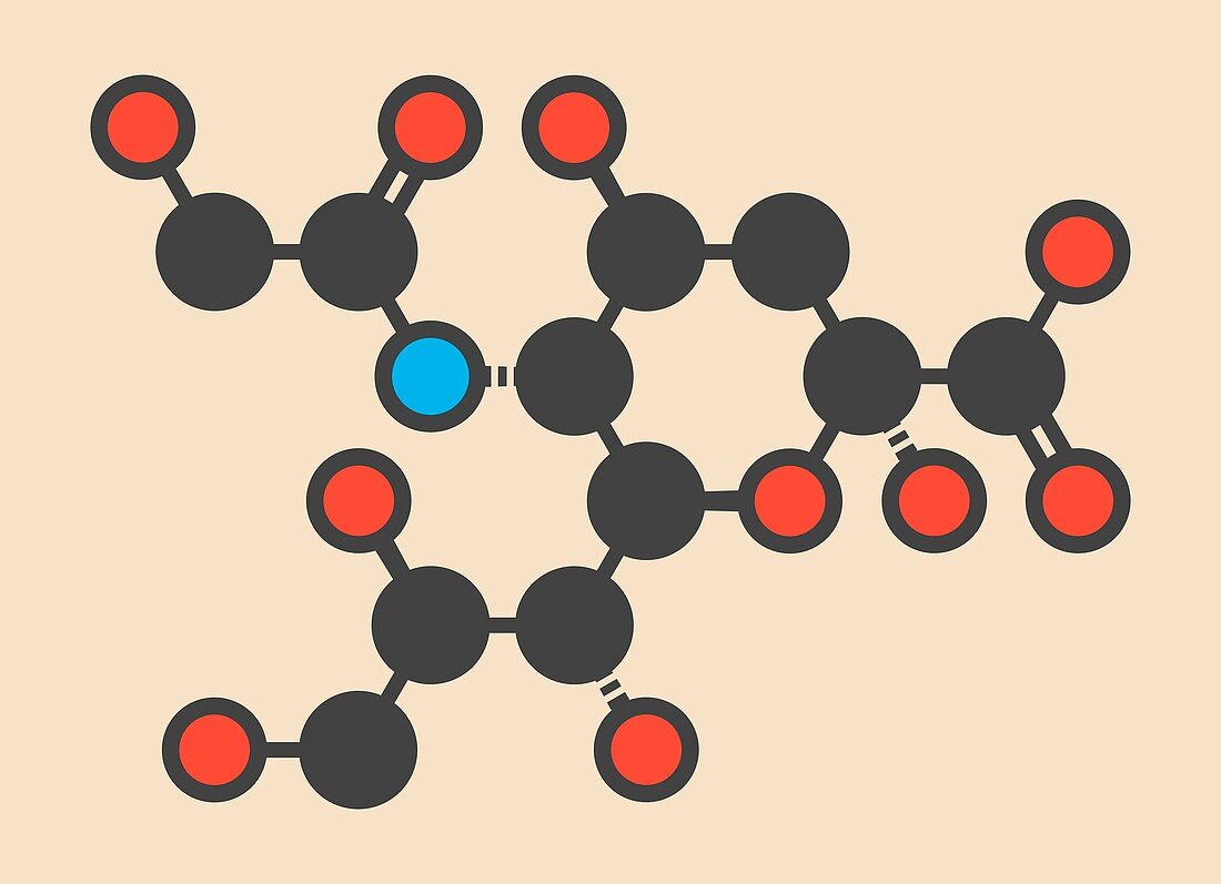 Sialic acid molecule