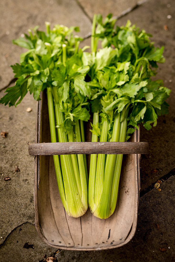 Celery in a basket,high angle view