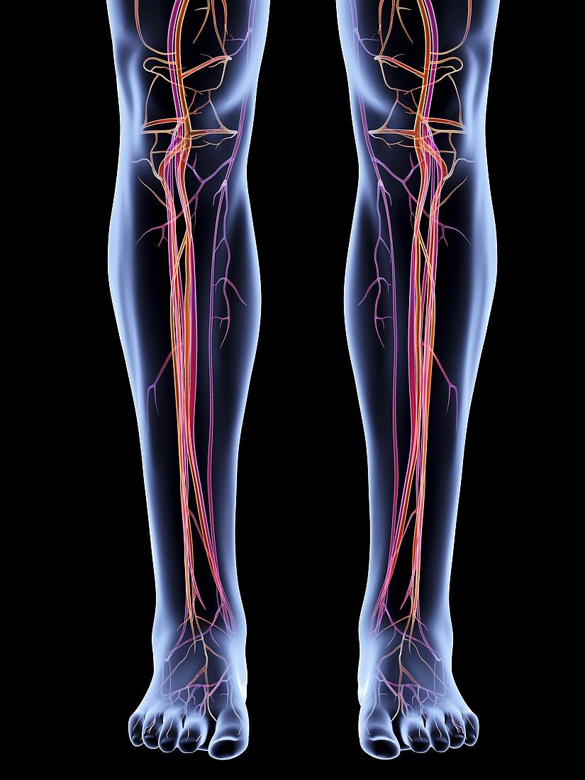 Vascular system of the legs,artwork