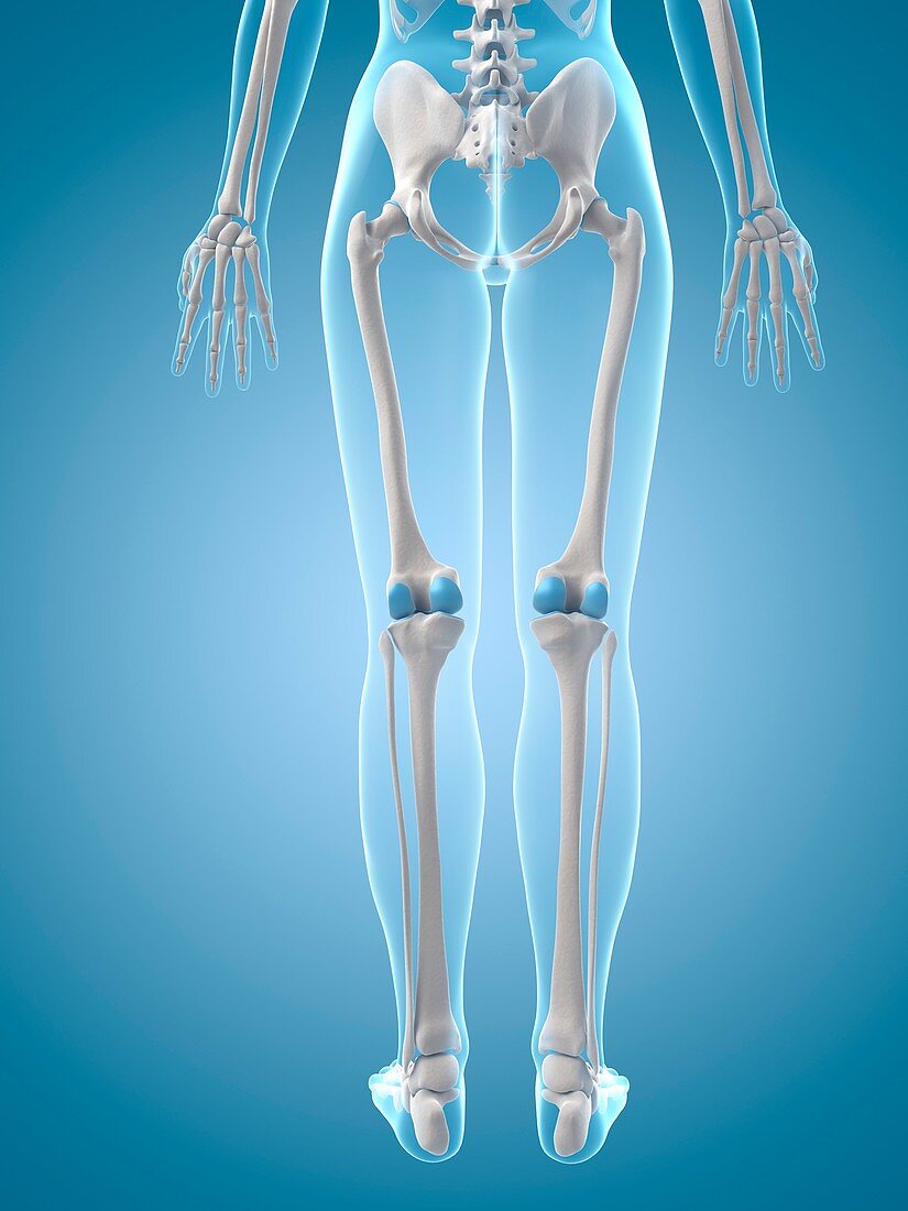 Human leg bones,Illustration