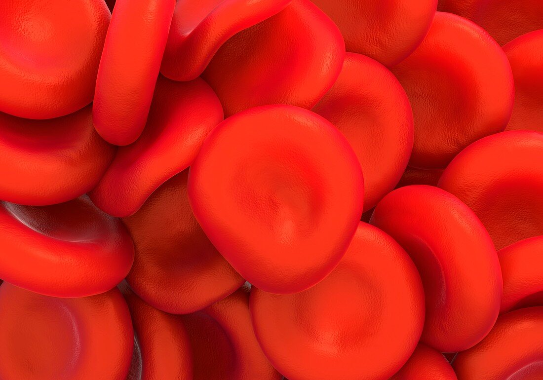 Red blood cells,illustration