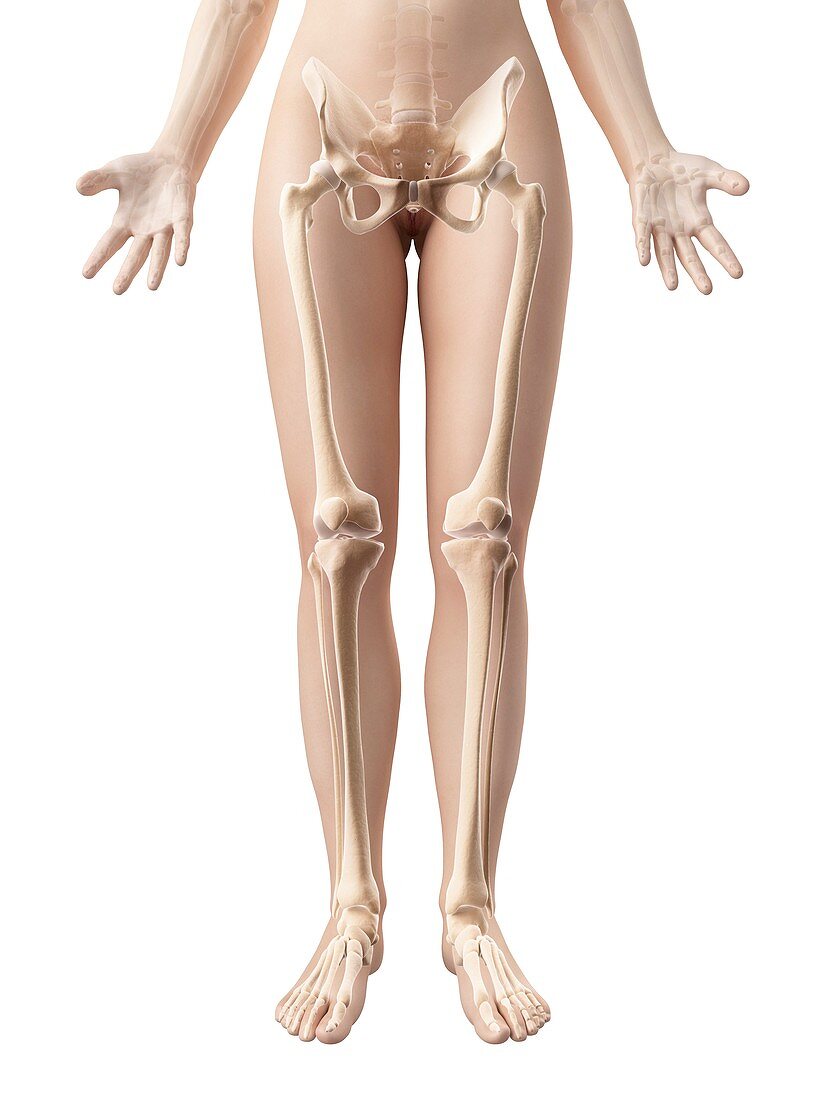 Human leg bones,Illustration