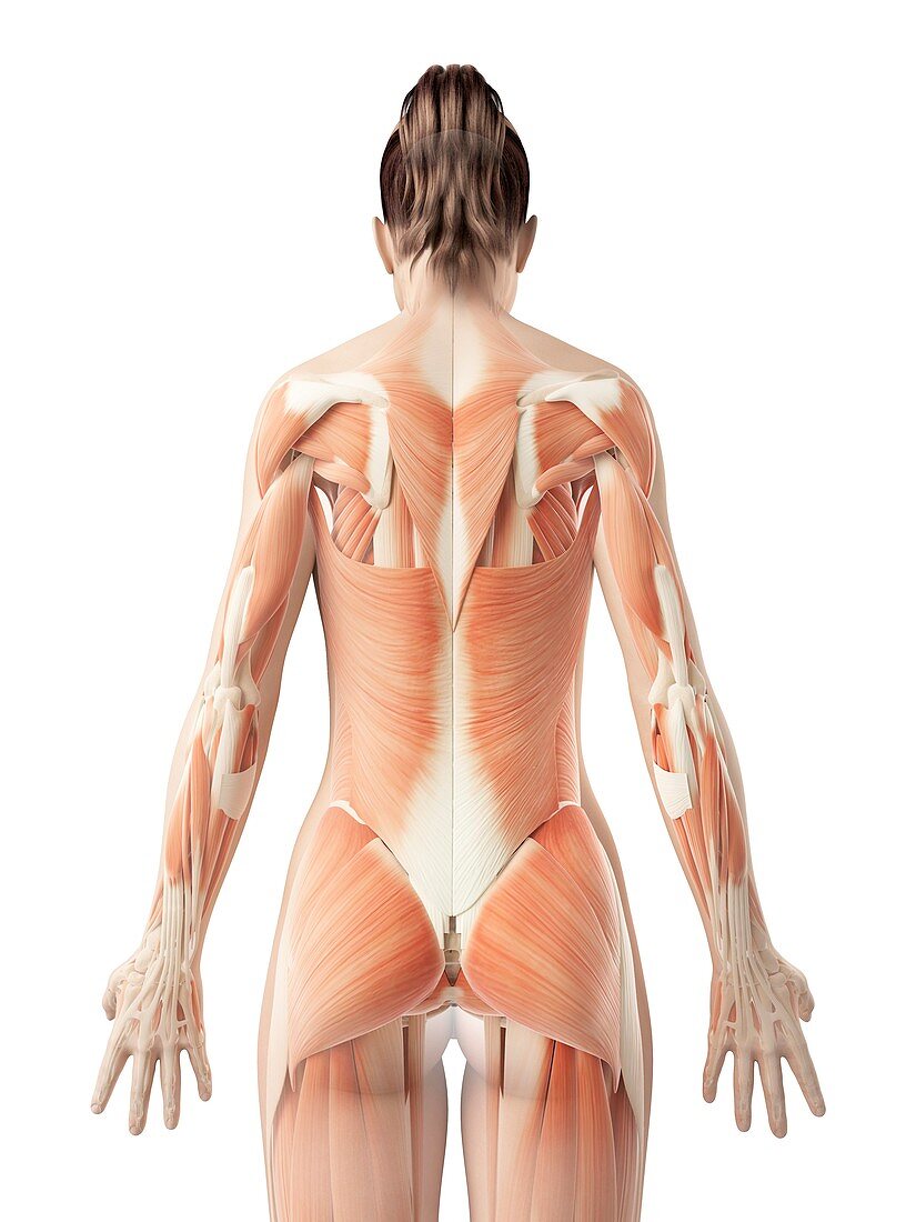 Back muscles,Illustration