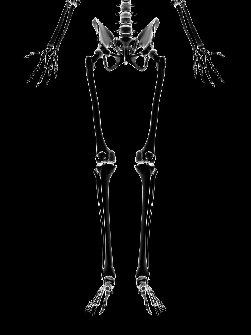 Human leg bones,Illustration