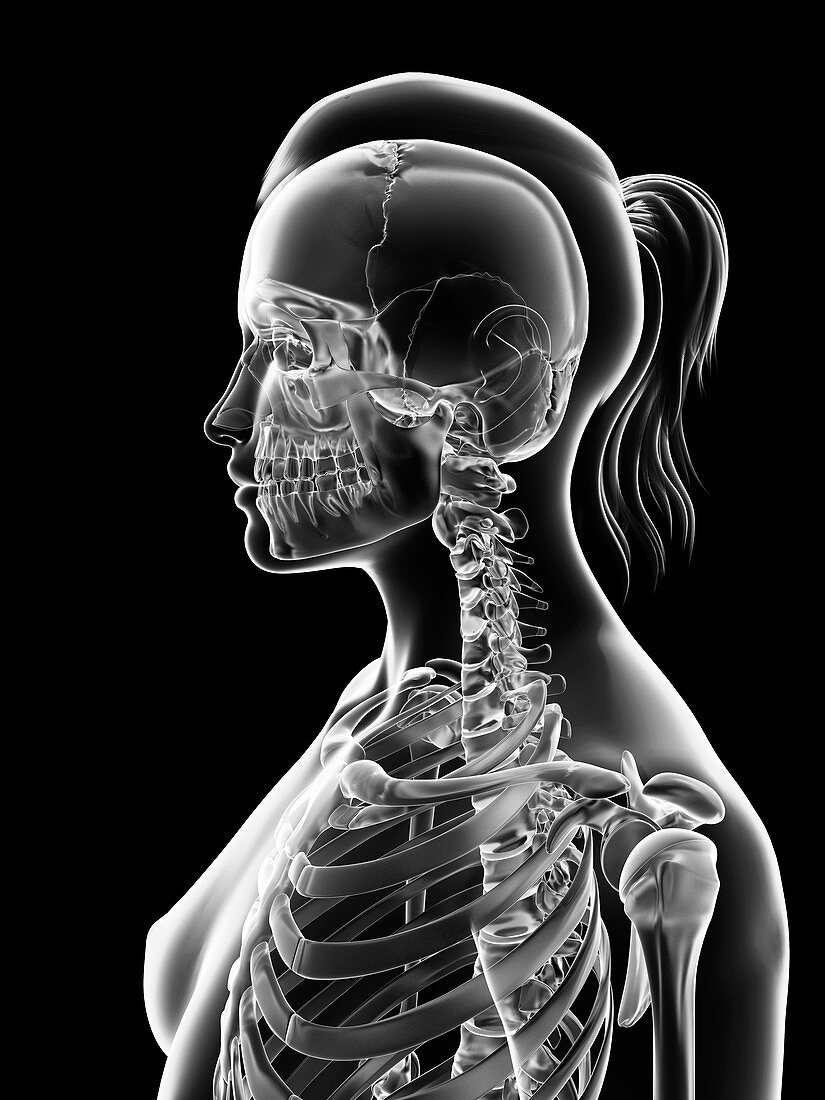 Cervical spine and skull,Illustration