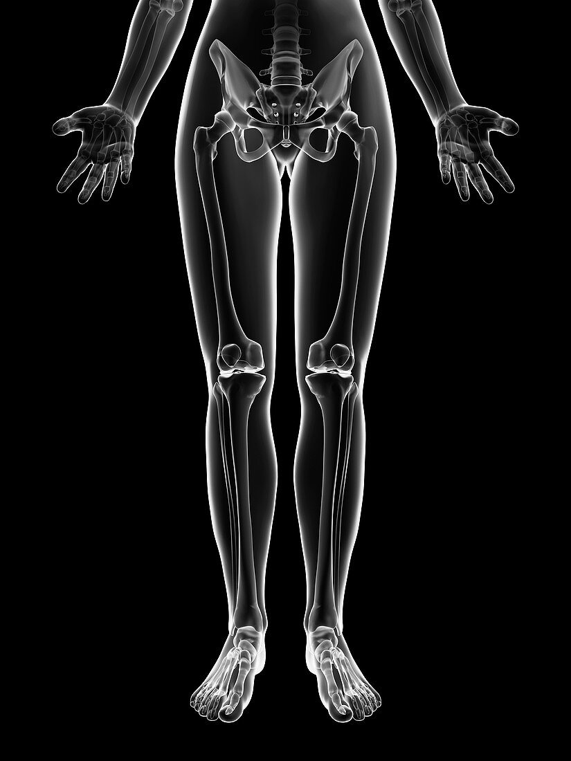 Human leg bones,Illustration