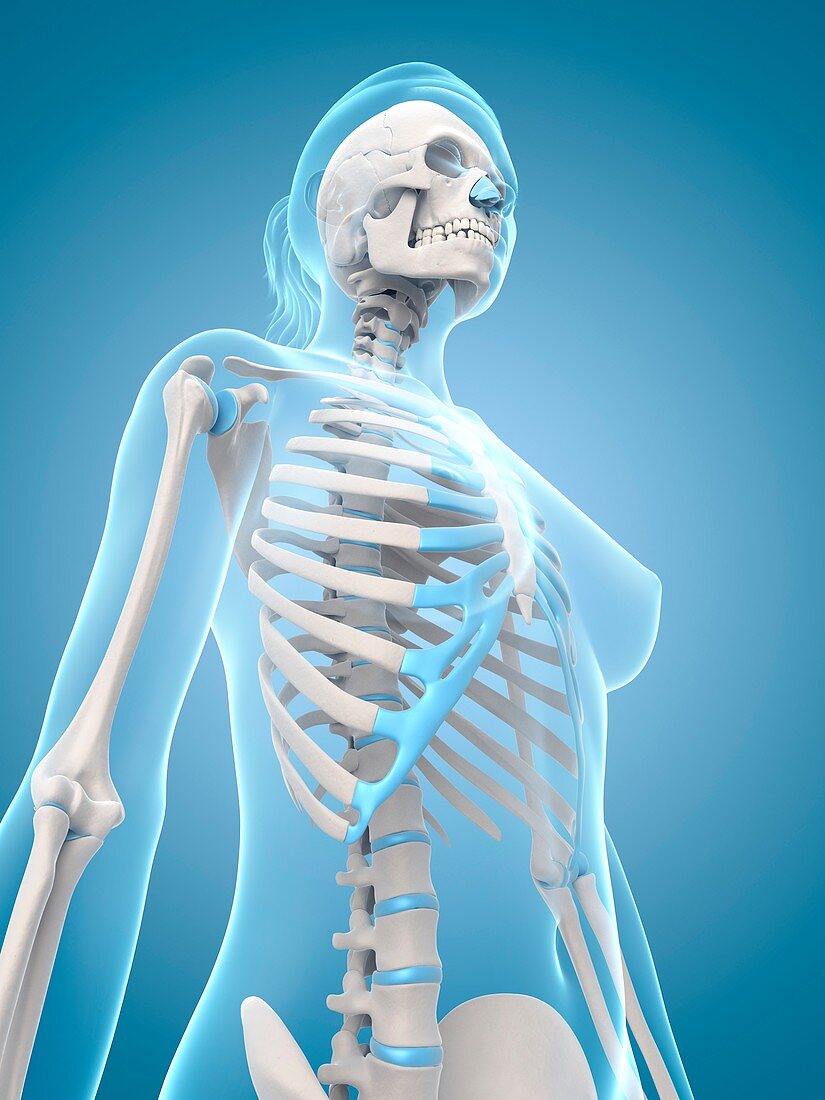 Human skeletal structure,Illustration