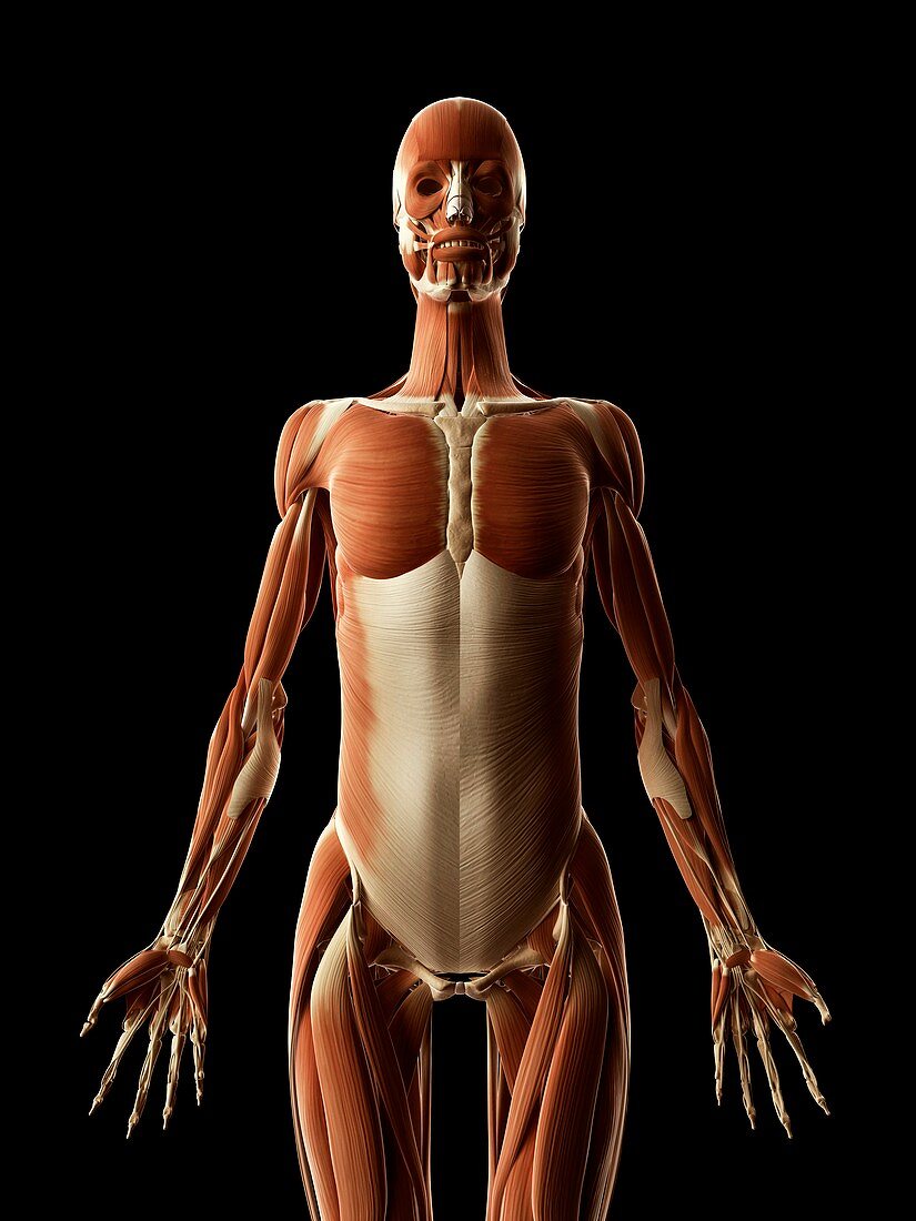 Human muscular system,Illustration