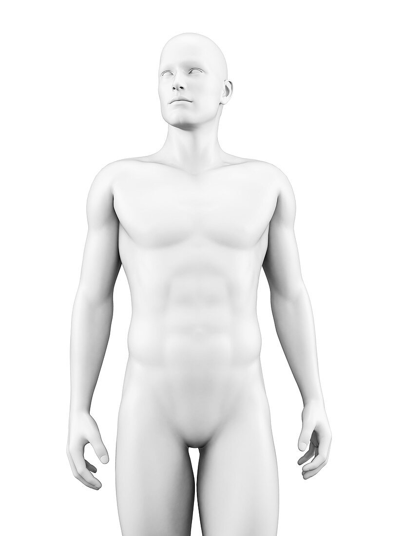 Human body,Illustration