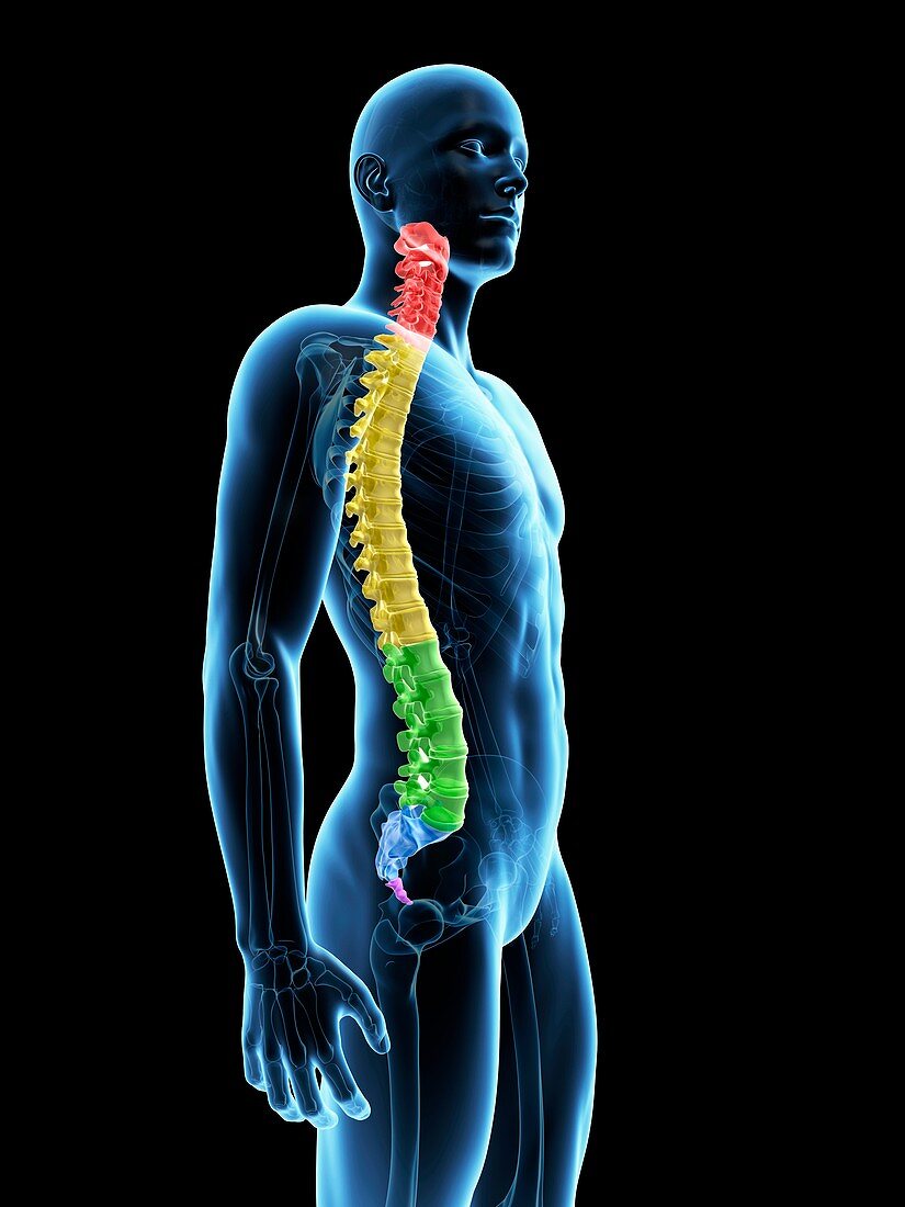 Human spine,Illustration