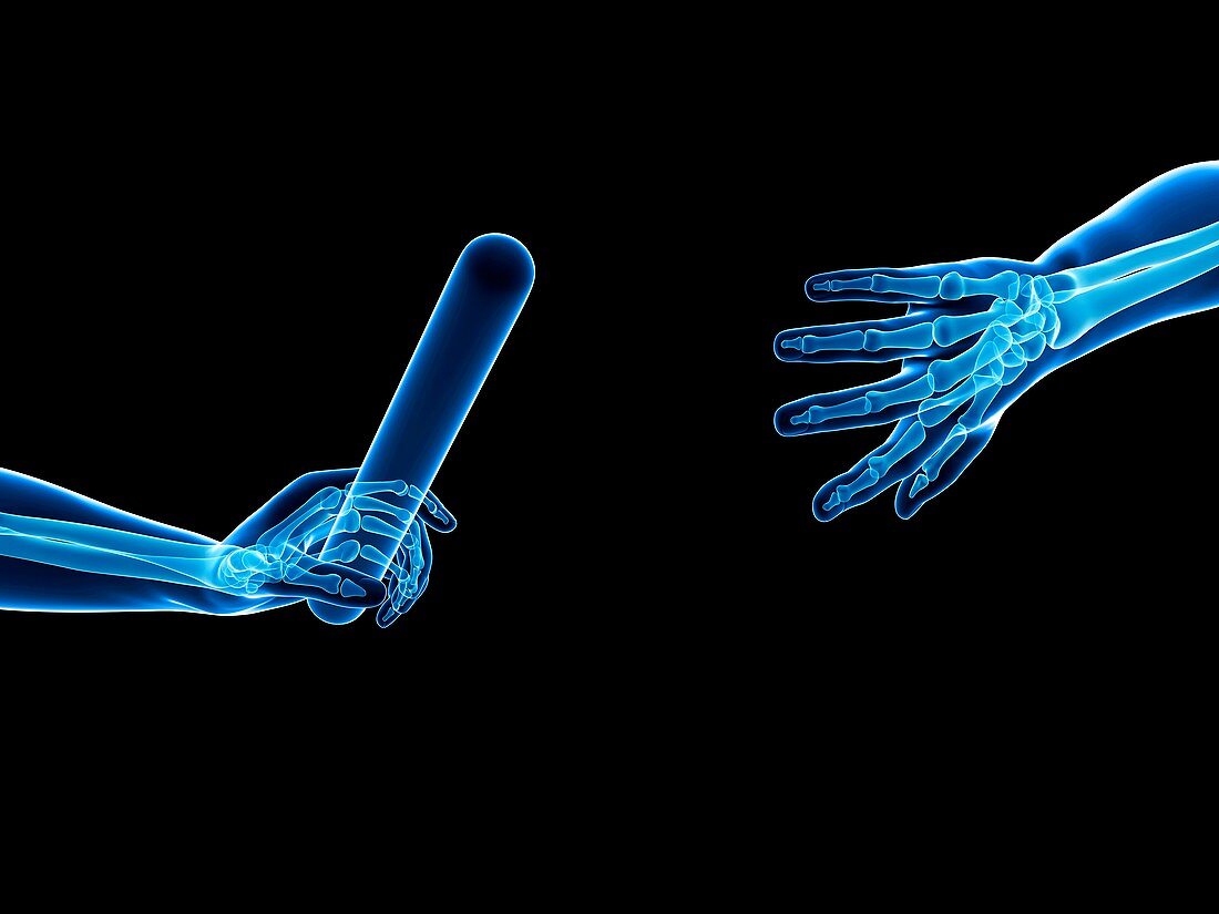 Hand anatomy of a runner,Illustration