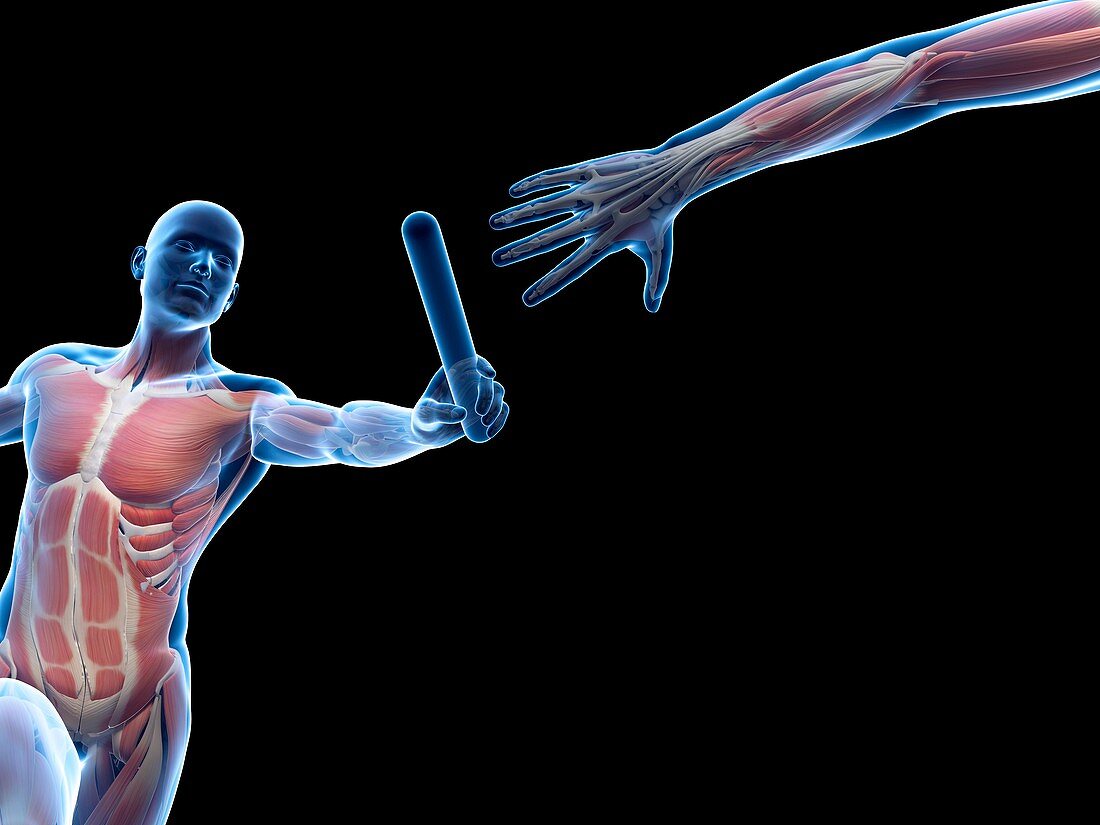 Muscular system of a runner,Illustration