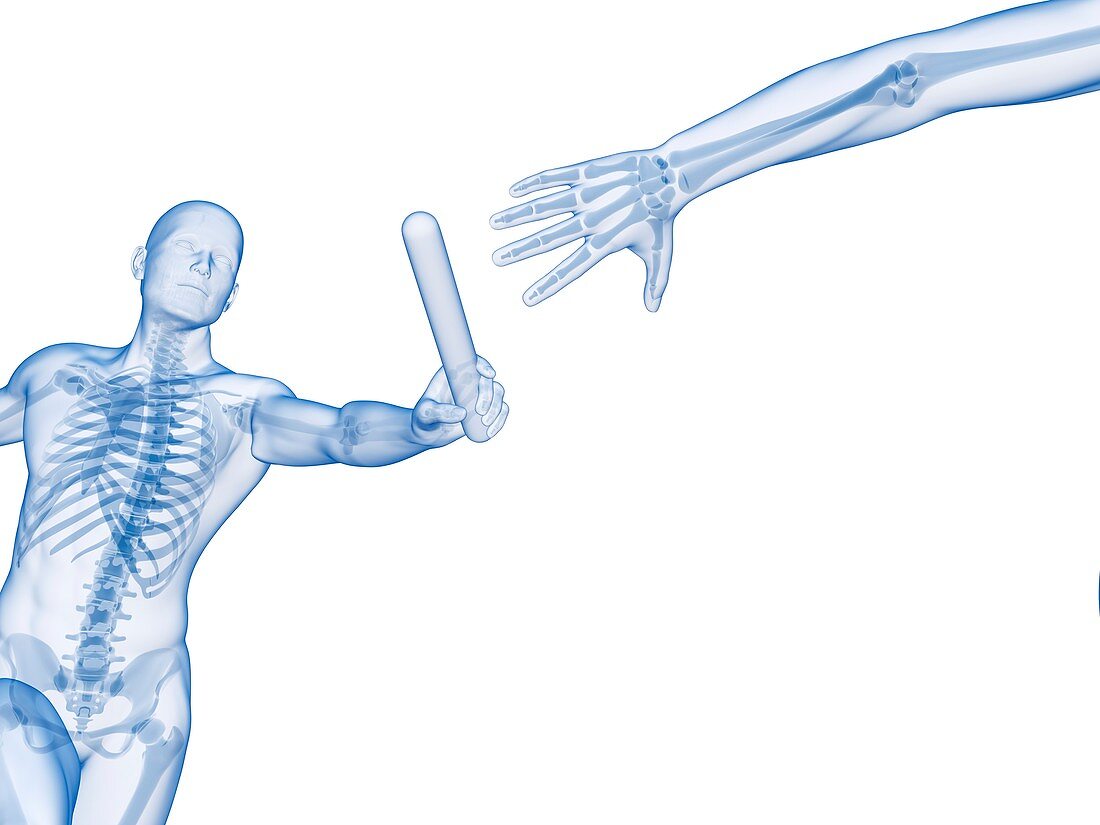 Skeletal system of a runner,Illustration