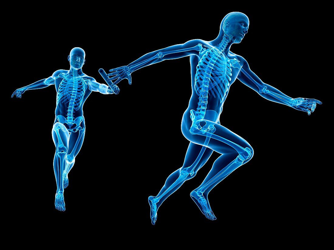 Skeletal system of runners,Illustration