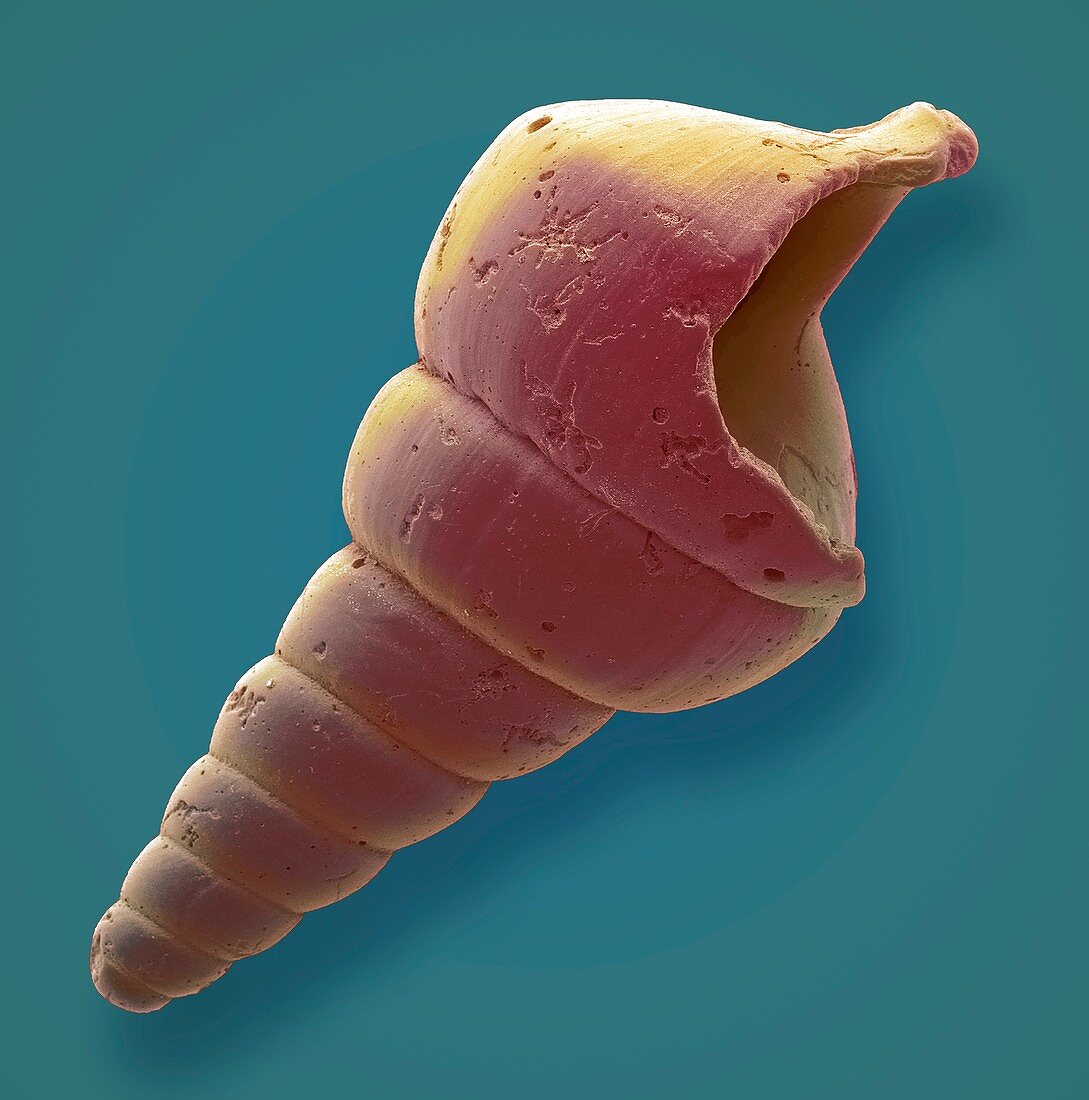 Gastropod microfossil,SEM