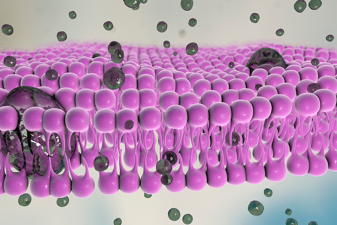 Cell plasma membrane,illustration