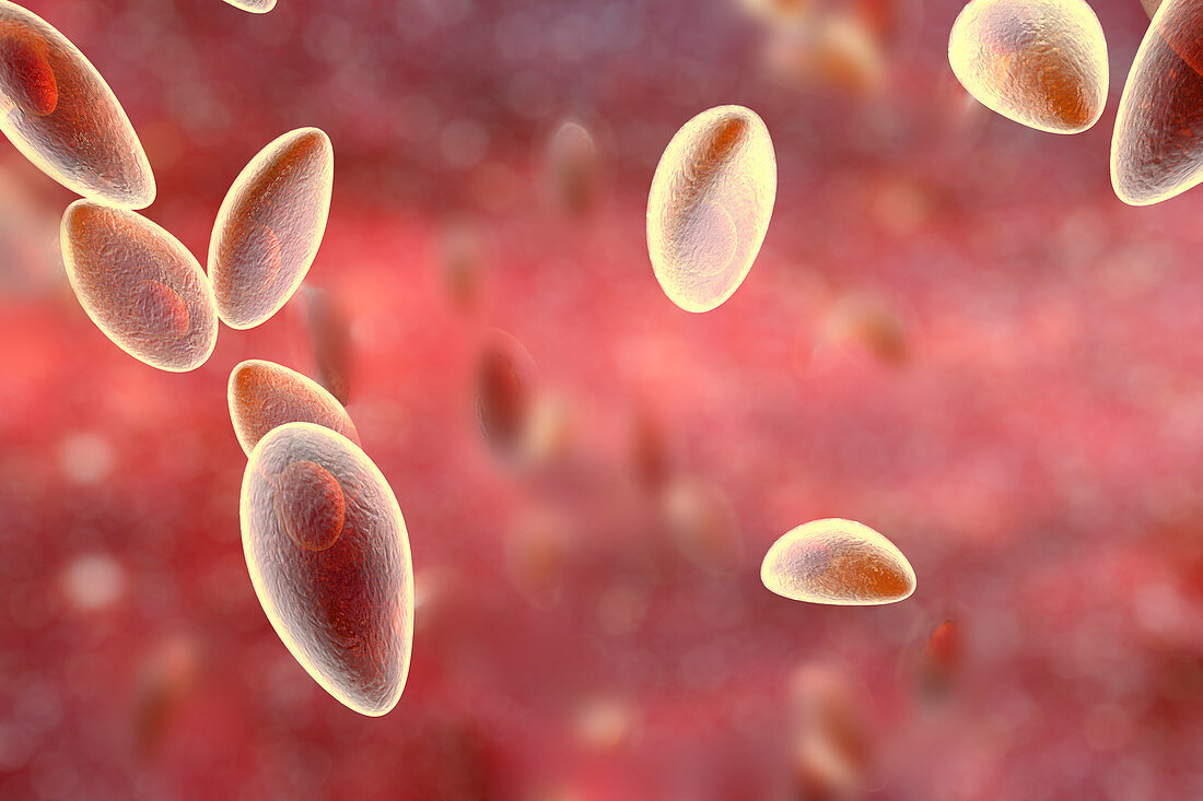 Toxoplasma gondii parasites,illustration
