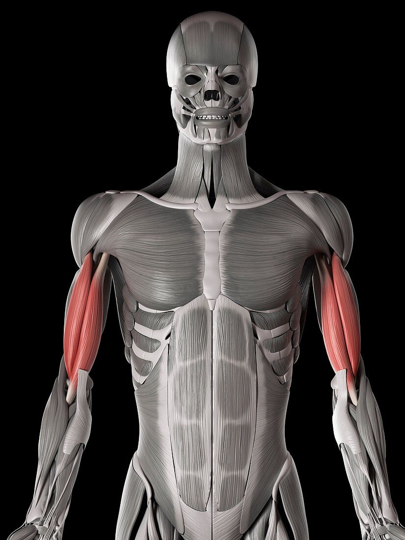 Arm muscles,illustration