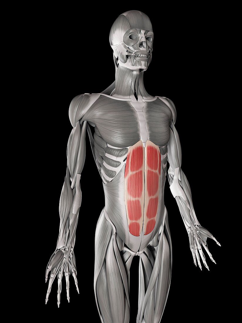Human abdominal muscles,illustration