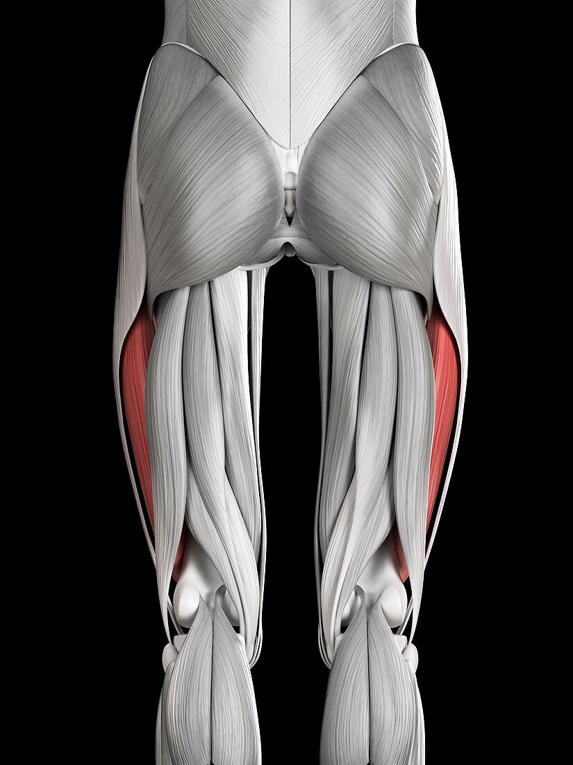 Leg muscles,illustration