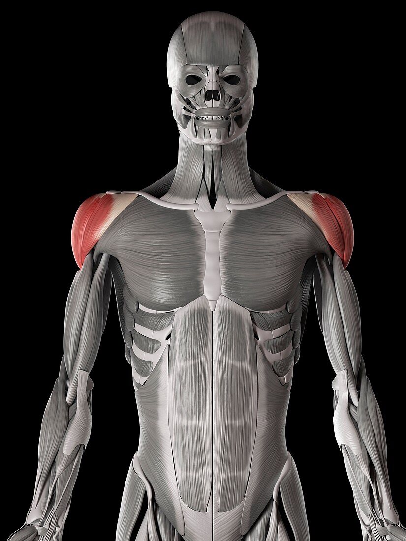 Shoulder muscles,illustration
