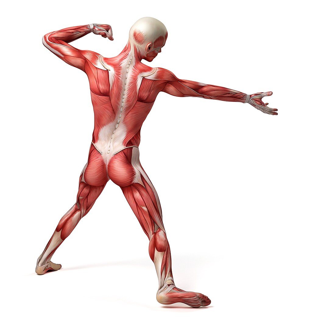 Male muscular system,illustration