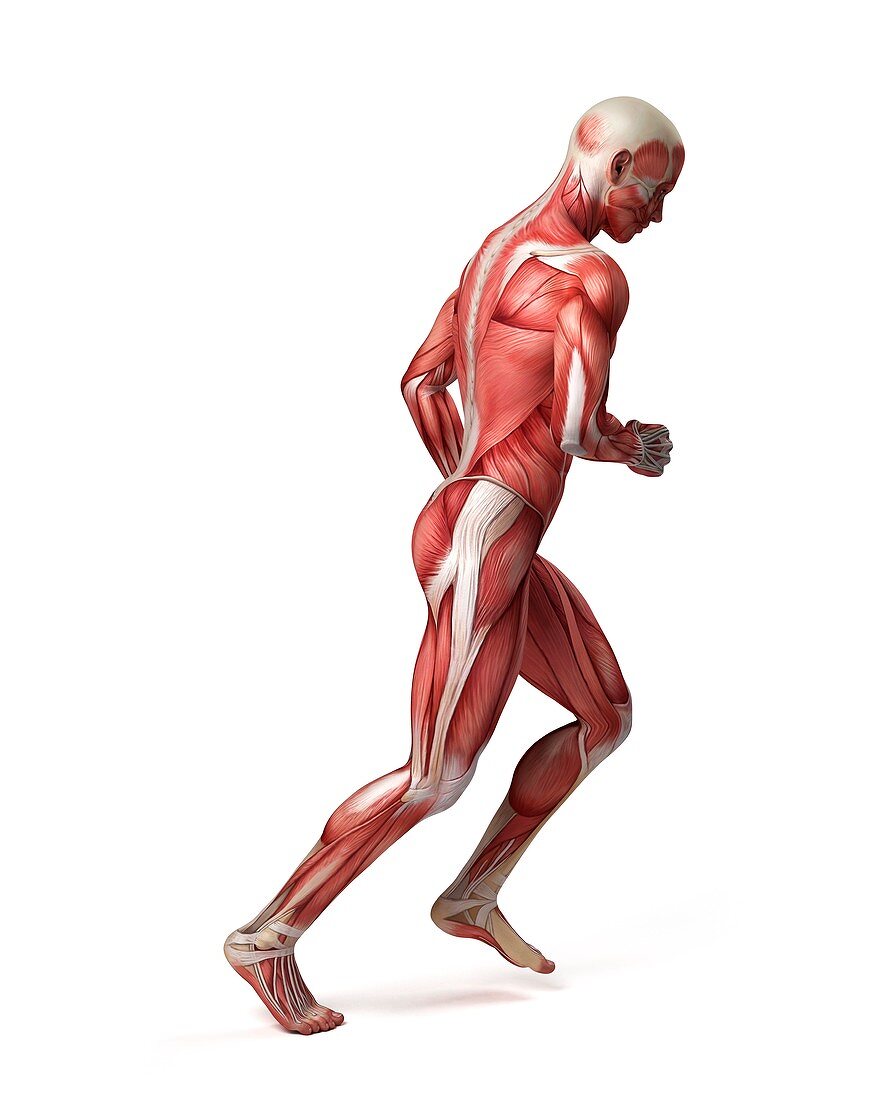 Male muscular system,illustration