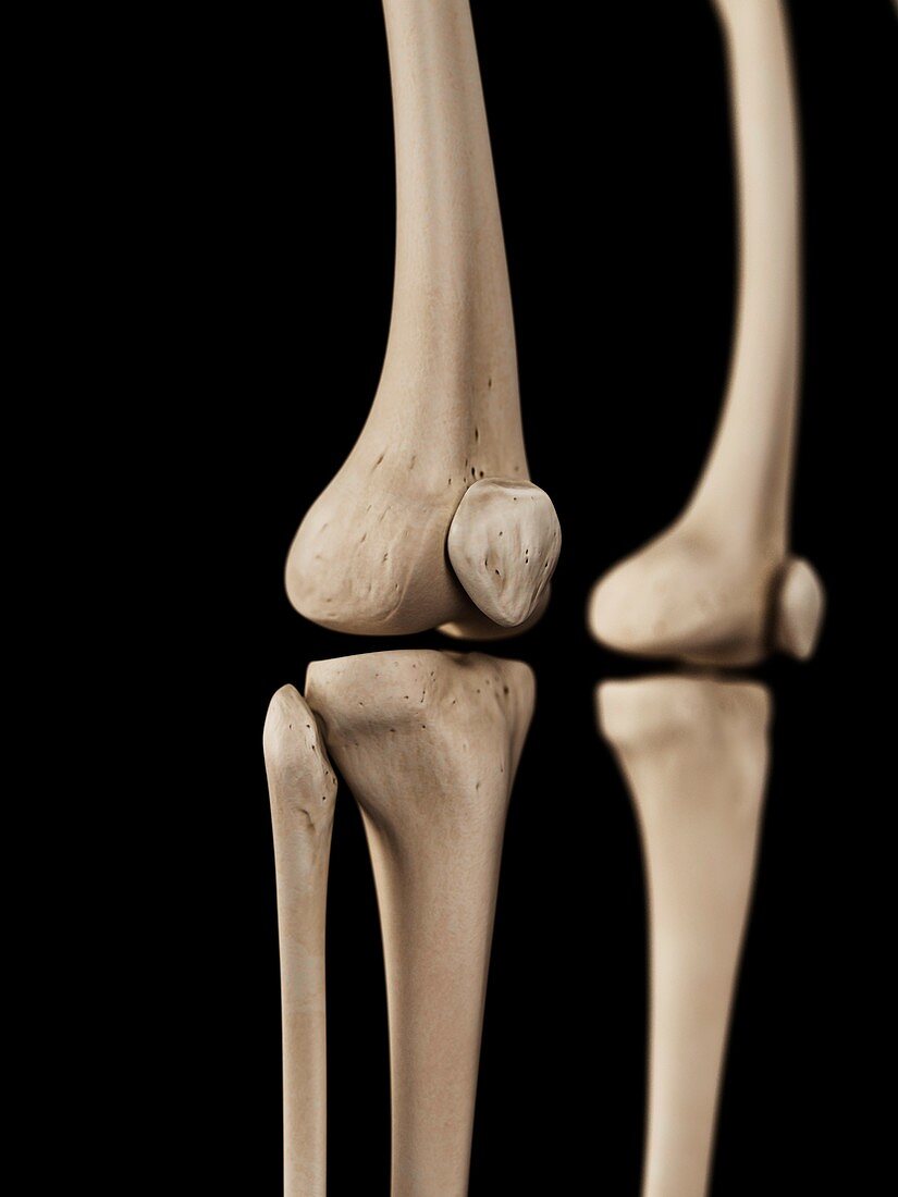 Human knees,illustration